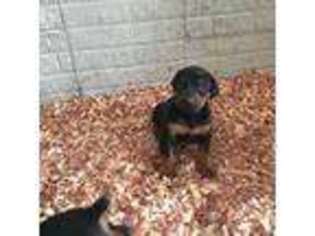 Doberman Pinscher Puppy for sale in Wakeman, OH, USA