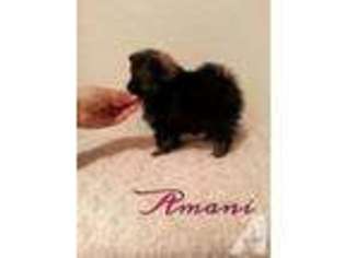 Pomeranian Puppy for sale in AUBURN, WA, USA