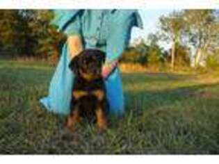 Rottweiler Puppy for sale in Harrison, AR, USA