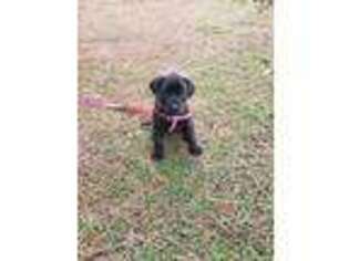 Mastiff Puppy for sale in Springville, AL, USA