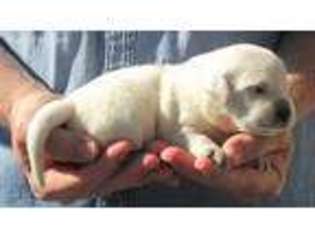 Mutt Puppy for sale in Big Stone Gap, VA, USA