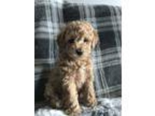 Labradoodle Puppy for sale in Parkesburg, PA, USA