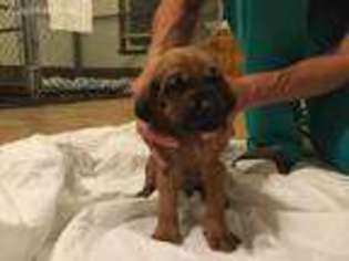 Bloodhound Puppy for sale in Valdosta, GA, USA
