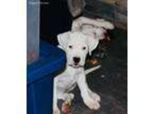 Dogo Argentino Puppy for sale in Cotopaxi, CO, USA