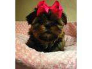 Yorkshire Terrier Puppy for sale in CHAMPLIN, MN, USA