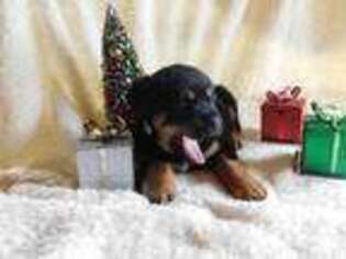 Rottweiler Puppy for sale in West Lafayette, OH, USA