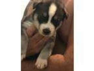 Siberian Husky Puppy for sale in Chiefland, FL, USA
