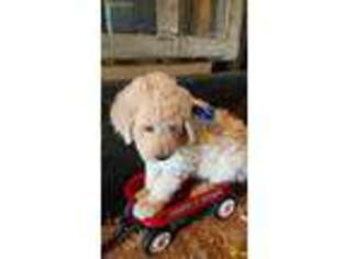 Goldendoodle Puppy for sale in Fairland, OK, USA
