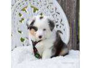 Miniature Australian Shepherd Puppy for sale in Farwell, MI, USA