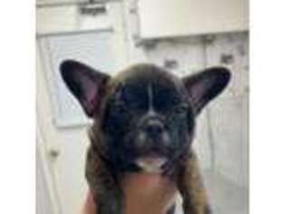 French Bulldog Puppy for sale in Midland, TX, USA