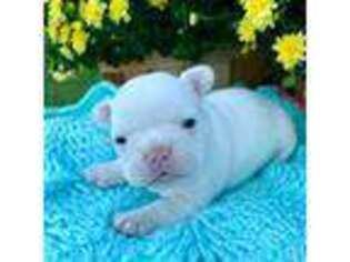 French Bulldog Puppy for sale in Danville, AL, USA