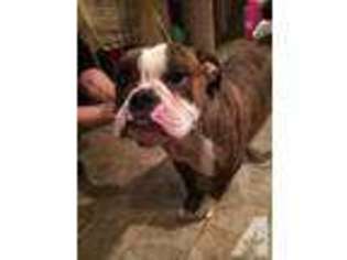 Bulldog Puppy for sale in BLOOMFIELD, NJ, USA