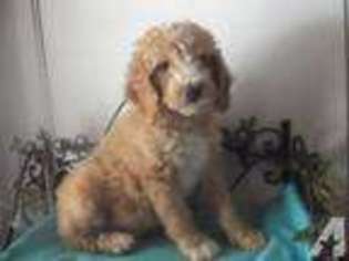 Goldendoodle Puppy for sale in BIG SANDY, TX, USA