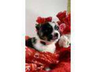 Pembroke Welsh Corgi Puppy for sale in Apopka, FL, USA