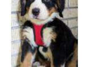 Bernese Mountain Dog Puppy for sale in Arvada, CO, USA