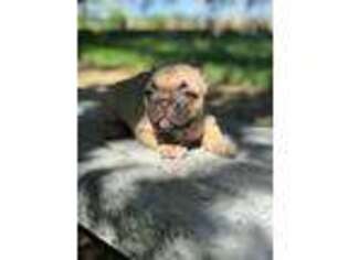 Medium Photo #1 Bulldog Puppy For Sale in Alamogordo, NM, USA