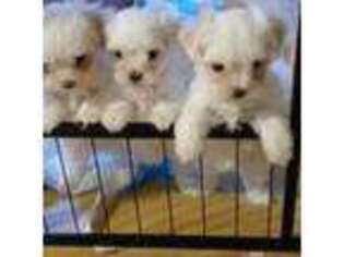 Maltese Puppy for sale in Clifton Springs, NY, USA