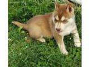 Siberian Husky Puppy for sale in Elkin, NC, USA