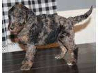 Airedale Terrier Puppy for sale in Dorset, OH, USA
