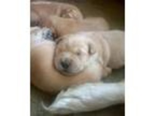 Golden Retriever Puppy for sale in Woodstown, NJ, USA