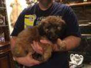 Soft Coated Wheaten Terrier Puppy for sale in Wapakoneta, OH, USA
