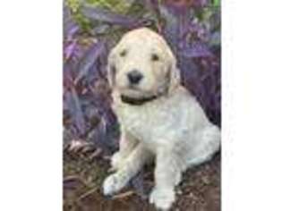 Goldendoodle Puppy for sale in Boydton, VA, USA