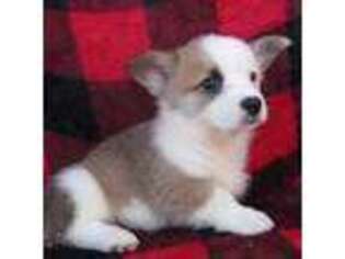 Pembroke Welsh Corgi Puppy for sale in Las Vegas, NM, USA