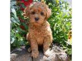 Goldendoodle Puppy for sale in Pigeon Forge, TN, USA