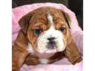 Bulldog Puppy for sale in Oroville, WA, USA