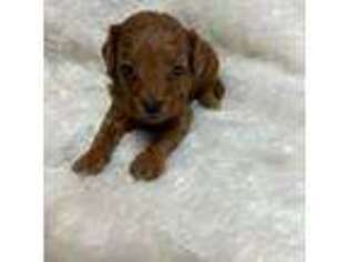 Cavapoo Puppy for sale in Charleston, SC, USA
