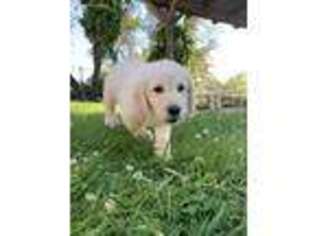Labradoodle Puppy for sale in Loomis, CA, USA