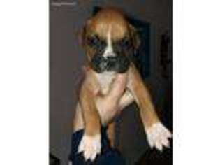 Boxer Puppy for sale in Edgewood, TX, USA