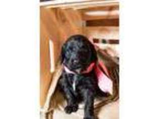 Goldendoodle Puppy for sale in Wenatchee, WA, USA