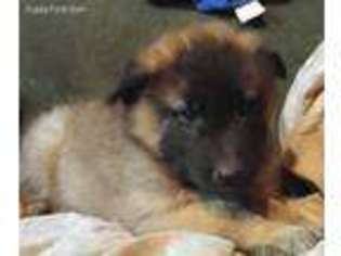 German Shepherd Dog Puppy for sale in Ellsworth, WI, USA