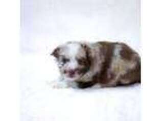 Miniature Australian Shepherd Puppy for sale in Floyd, VA, USA