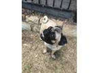 Pug Puppy for sale in The Colony, TX, USA