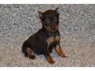 Miniature Pinscher Puppy for sale in Canton, TX, USA