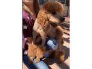 Mutt Puppy for sale in Blooming Grove, TX, USA