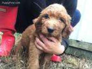 Goldendoodle Puppy for sale in Webb City, MO, USA