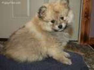 Pomeranian Puppy for sale in Eldon, MO, USA