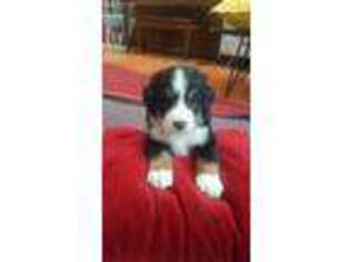 Bernese Mountain Dog Puppy for sale in Utica, NY, USA