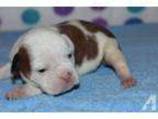 Bulldog Puppy for sale in EMPORIA, VA, USA