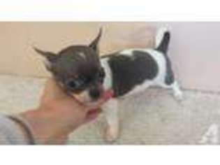 Chihuahua Puppy for sale in WAILUKU, HI, USA