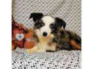 Miniature Australian Shepherd Puppy for sale in Logansport, IN, USA