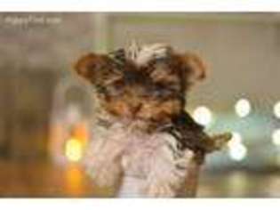 Yorkshire Terrier Puppy for sale in Clinton, MO, USA