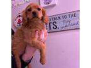 Cavapoo Puppy for sale in Dayton, OH, USA