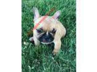 French Bulldog Puppy for sale in Springfield, CO, USA