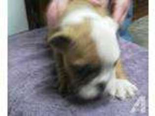 Bulldog Puppy for sale in CUMBERLAND GAP, TN, USA