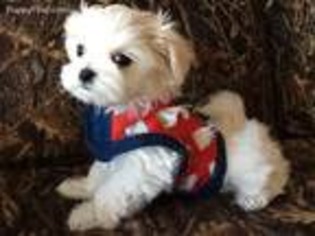 Maltese Puppy for sale in Santa Claus, IN, USA