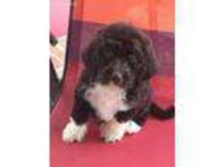 Labradoodle Puppy for sale in Piney Flats, TN, USA
